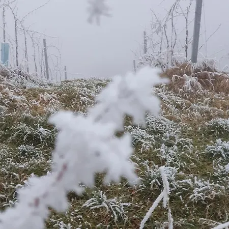 Nocleg ze śniadaniem Carla Ehrenhausen